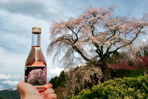 Matabee sakura tree and kodaimai sake
