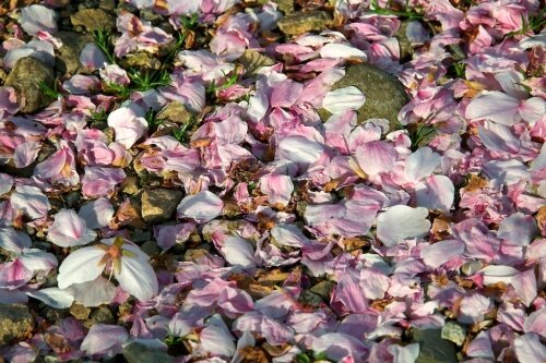 Japanese cherry flowers on the ground