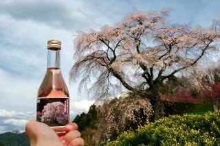 Matabee sakura tree and kodaimai sake