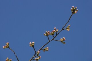 Japanese cherry tree buds