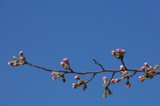 Sakura before blooming