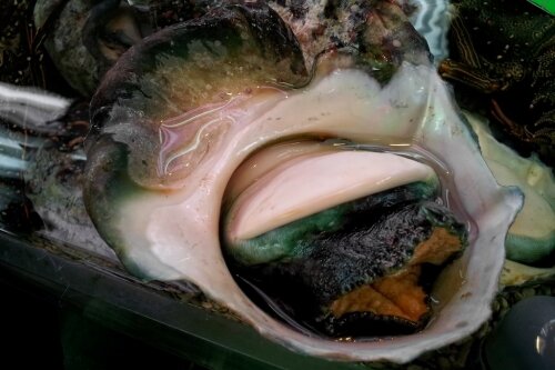 Okinawan yakogai shell in Naha Makishi fish market Okinawan yakogai shell in Naha Makishi fish market