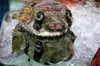 Porcupinefish in Naha Fish Market