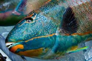 Parrotfish for sale in Makishi Market, Naha, Okinawa
