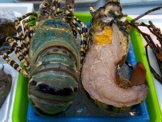 Tropical rock lobster in a shop in Okinawa