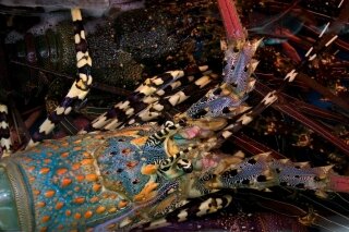 Ornate rock lobster