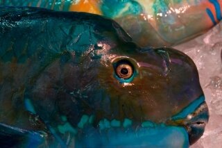 Parrotfish for sale in Makishi Market, Naha, Okinawa
