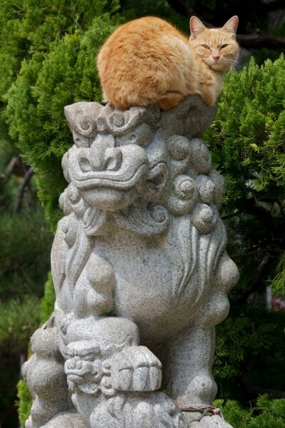 Komainu and cat in one of the shrines in Osaka