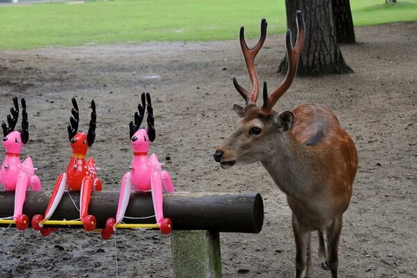 Surprised deer in Nara, Japan Surprised deer in Nara, Japan
